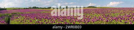 Champ de pavot à opium à fleurs, en latin papaver somniferum, pavot de couleur violet foncé est cultivé en République tchèque pour l'industrie alimentaire Banque D'Images