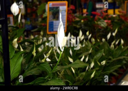 L'image montre une plante d'intérieur poussant dans un pot : Spathiphyllum - voile blanche Banque D'Images