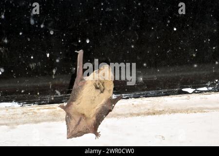 Une chauve-souris grise s'envola dans la pièce. J'avais peur. Elle est pressée contre le cadre en bois et essaie de sortir du piège à travers le verre. Banque D'Images