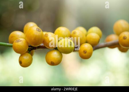 Bourbon jaune ou grain de café jaune plante de baies de graines fraîches croissance de caféier dans la ferme écologique, les baies de graines mûres jaunes récoltent le café arabica GA Banque D'Images