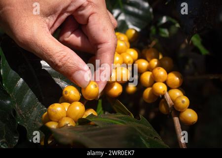 Bourbon jaune ou grain de café jaune plante de baies de graines fraîches croissance de caféier dans la ferme écologique, les baies de graines mûres jaunes récoltent le café arabica GA Banque D'Images