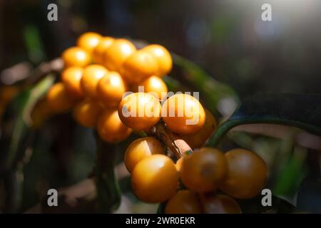 Bourbon jaune ou grain de café jaune plante de baies de graines fraîches croissance de caféier dans la ferme écologique, les baies de graines mûres jaunes récoltent le café arabica GA Banque D'Images