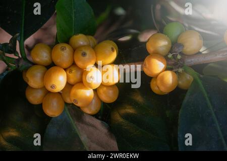 Bourbon jaune ou grain de café jaune plante de baies de graines fraîches croissance de caféier dans la ferme écologique, les baies de graines mûres jaunes récoltent le café arabica GA Banque D'Images