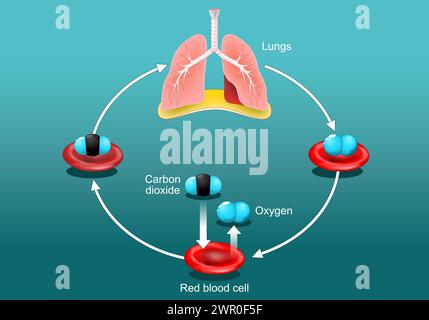 Les échanges gazeux dans le poumon humain. Globules rouges avec molécules d'oxygène et de dioxyde de carbone. Cycle de transport d'oxygène. Système respiratoire. Affiche vectorielle. Isom Illustration de Vecteur