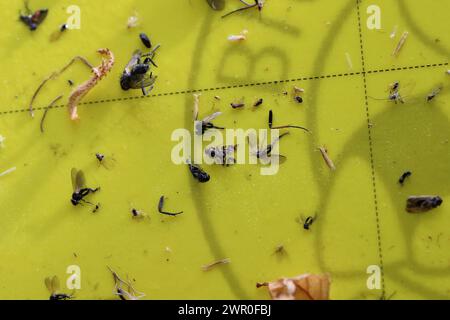 Vue macro d'insectes collés à un piège collant jaune, parmi lesquels la mouche européenne des cerises (Rhagoletis cerasi). Banque D'Images