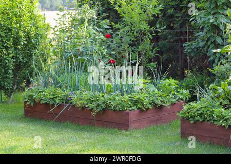 Cultiver des légumes, des fruits et des plantes ornementales dans votre propre jardin. Lits surélevés. Banque D'Images