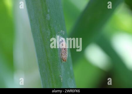 Gros plan détaillé sur la pupe de la petite teigne du poireau, Acrolepiopsis assectella assis sur la feuille d'oignon. Banque D'Images