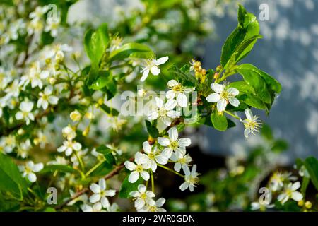 Fleurs de cerisier blanc avec étamines jaunes et pétales verts gros plan Banque D'Images