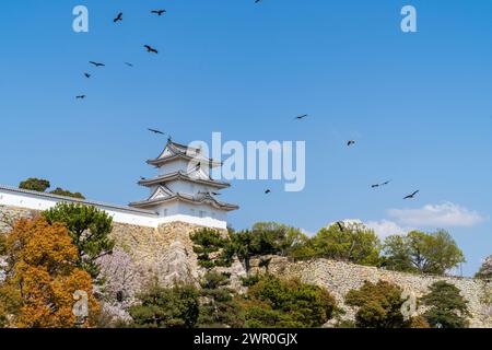 De nombreux cerfs-volants à oreilles noires survolent le yagura de Tatsumi, tourelle, au château d'Akashi au Japon par une journée ensoleillée de printemps. Ciel bleu clair. Banque D'Images