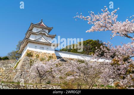 Fleurs de cerisier rose vif fleurissant devant les murs de pierre d'Ishigaki et Hitsujisaru yagura, tourelle, au château d'Akashi au Japon. Ciel bleu clair. Banque D'Images