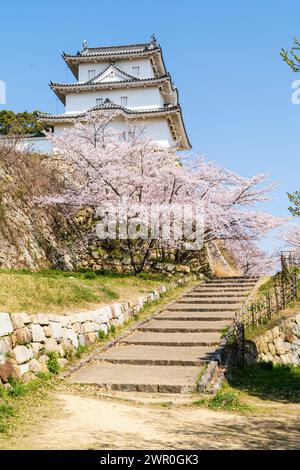 Fleurs de cerisier rose vif fleurissant devant les murs de pierre d'Ishigaki et Hitsujisaru yagura, tourelle, au château d'Akashi au Japon. Ciel bleu clair. Banque D'Images