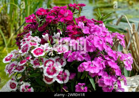 dianthus barbatus violet et blanc dans le jardin Banque D'Images