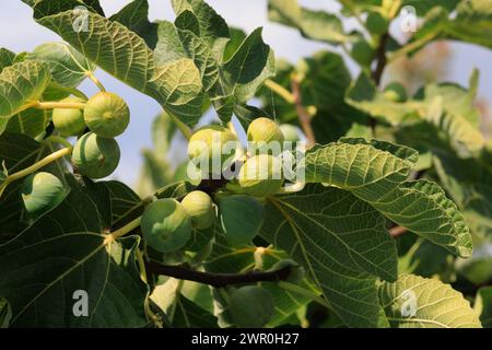 Figue non mûre, Ficus Carica, arbre. Chypre Banque D'Images