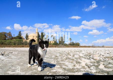 Chat noir et blanc sauvage sur le lac salé séché de Larnaca avec la mosquée Hala Sultan Tekke derrière. Chypre Banque D'Images