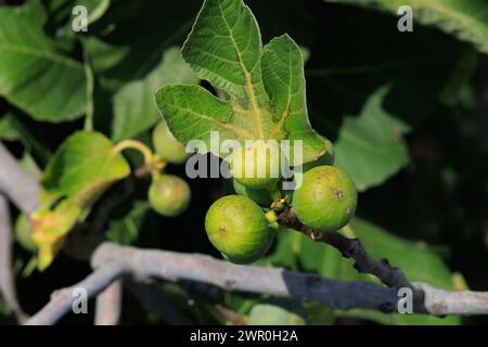 Figue non mûre, Ficus Carica, arbre. Chypre Banque D'Images