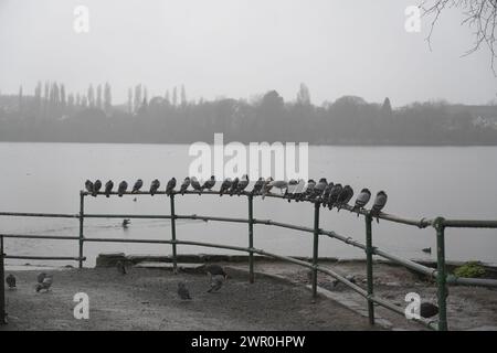 Oiseaux sur une journée de bruissement à Edgbaston, Birmingham, Royaume-Uni Banque D'Images