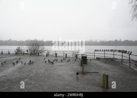 Oiseaux sur une journée de bruissement à Edgbaston, Birmingham, Royaume-Uni Banque D'Images