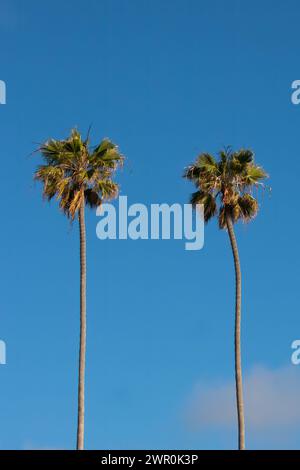 Deux grands palmiers minces verticaux à tronc dressés contre un ciel bleu clair dans le sud de la Californie, États-Unis, été Banque D'Images