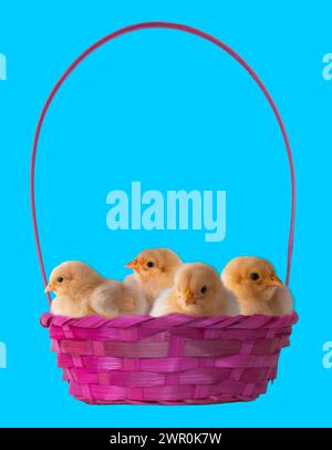 Copiez l'espace derrière un panier de Pâques rose plein de poussins de poulet jaune vif dans une photo de studio avec l'espace de copie dans la poignée. Banque D'Images