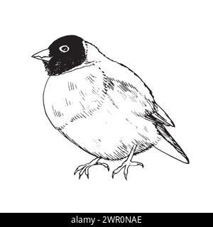 Oiseau de dessin vectoriel, finch Gouldian, songbird dessiné à la main, élément de conception de nature isolé. illustrer un croquis noir et blanc. dessin au trait Illustration de Vecteur