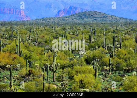 Le vaste désert de Sonora dans le centre de l'Arizona aux États-Unis, au début de la matinée du printemps Banque D'Images