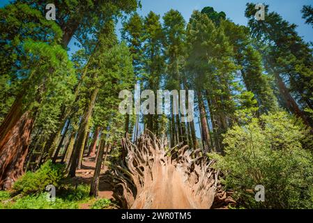 Racines d'un séquoia log devant celles debout Banque D'Images