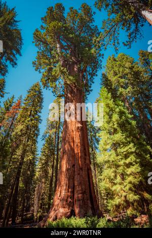 Le général Sherman, le plus grand arbre vivant sur terre Banque D'Images