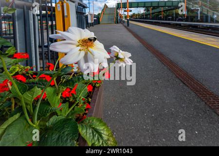 Station de banlieue à moteur diesel Stratford upon Avon Parkway Warwickshire Angleterre Royaume-Uni Banque D'Images