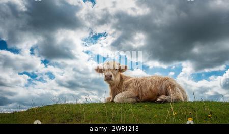 Veau de bétail des Highlands couché vers le bas regardant vers la caméra sur un tricot herbeux avec des fleurs sauvages, North Yorkshire, Angleterre, Royaume-Uni Banque D'Images