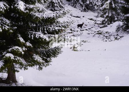 Un chamois debout dans la forêt de Tannheimer Tal Banque D'Images