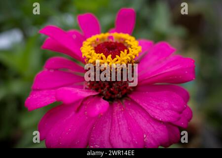 Gros plan du pistil fleur de Zinnia elegans fleurissant dans une journée ensoleillée, peu profonde. Banque D'Images