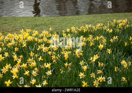 Une foule de Golden Daffodils, Regent's Park, ville de Westminster, Londres, Royaume-Uni Banque D'Images