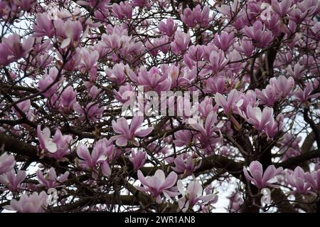 Magnolia George Henry Kern en pleine floraison, Regent's Park, ville de Wetminster, Londres, Royaume-Uni Banque D'Images