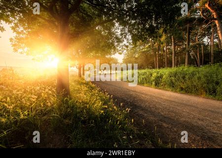 Lever de soleil incroyable à travers les arbres et une voie de campagne vide. Paysage rural de l'aube dans le Norfolk Angleterre Banque D'Images