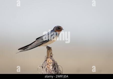 L'hirondelle de grange (Hirundo rustica) assis sur la branche avec un fond vert. Banque D'Images