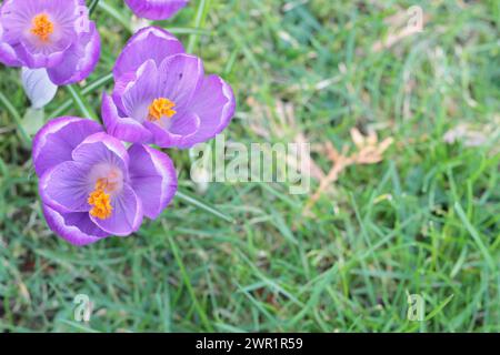 Vue sur les fleurs de délicats crocus violets sur fond de pelouse verte, espace de copie Banque D'Images