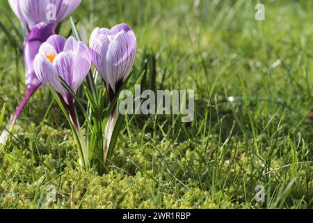 Gros plan de jolis crocus rayés violets sur une pelouse couverte de mousse ensoleillée Banque D'Images