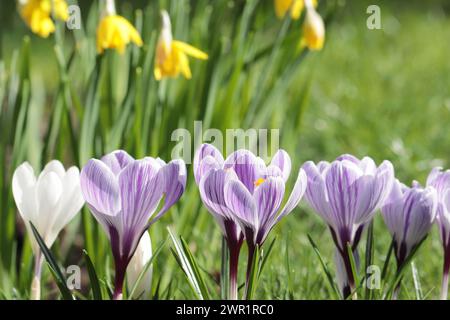 Vue rapprochée de belles fleurs de Crocus vernus ensoleillées sur fond printanier Banque D'Images