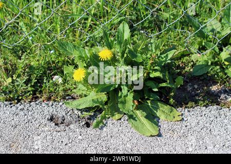 Plante herbacée vivace à racines fraiches de pissenlit ou Taraxacum avec deux fleurs jaunes ouvertes poussant entre des bractées vertes fraîches vives Banque D'Images