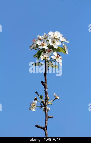 Branche de poire sombre mince unique avec des grappes de petites fleurs en fleurs à croissance dense avec des pétales blancs larges et plats à texture veloutée douce Banque D'Images