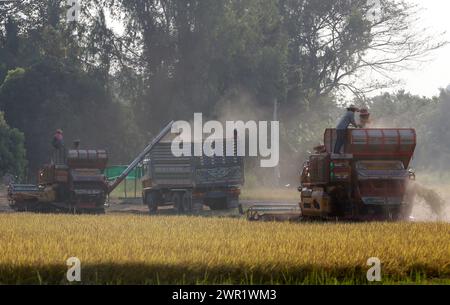 Bangkok, Thaïlande. 10 mars 2024. Une moissonneuse-batteuse et des camions vus dans la rizière de la province de Nakhon Sawan, au nord de Bangkok. (Photo de Chaiwat Subprasom/SOPA images/Sipa USA) crédit : Sipa USA/Alamy Live News Banque D'Images