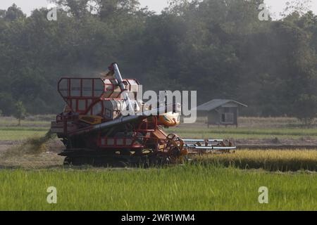 Bangkok, Thaïlande. 10 mars 2024. Une moissonneuse-batteuse a vu récolter un champ de riz dans la province de Nakhon Sawan, au nord de Bangkok. (Photo de Chaiwat Subprasom/SOPA images/Sipa USA) crédit : Sipa USA/Alamy Live News Banque D'Images