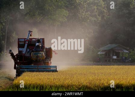 Bangkok, Thaïlande. 10 mars 2024. Une moissonneuse-batteuse a vu récolter un champ de riz dans la province de Nakhon Sawan, au nord de Bangkok. (Photo de Chaiwat Subprasom/SOPA images/Sipa USA) crédit : Sipa USA/Alamy Live News Banque D'Images