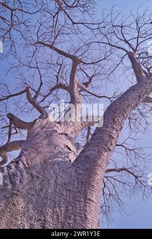 Baobabs en Afrique. Base large et plateau compact montré en hiver sans feuilles et fruits. Banque D'Images