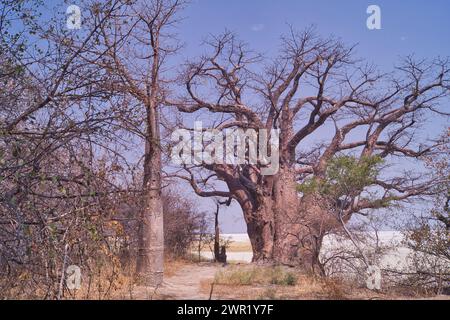 Baobabs en Afrique. Base large et plateau compact montré en hiver sans feuilles et fruits. Banque D'Images