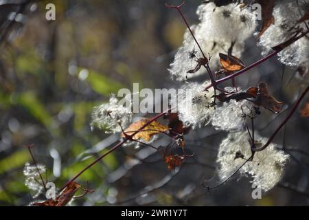 Ferme blanche lointaine reflétée dans l'eau sur l'allée avant la tempête Banque D'Images