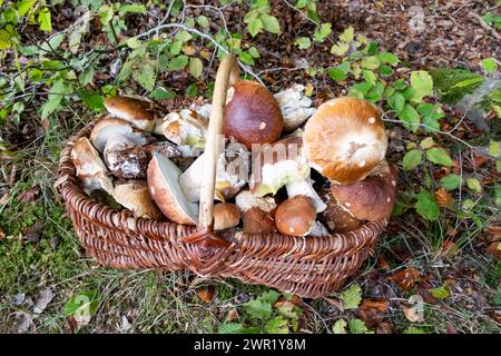 panier en osier rempli de champignons porcini cueillis dans la forêt en automne Banque D'Images