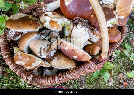 panier en osier rempli de champignons porcini cueillis dans la forêt en automne Banque D'Images