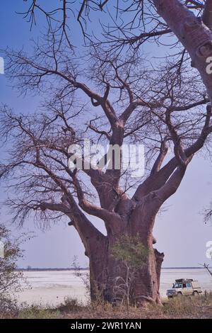 Baobabs en Afrique. Base large et plateau compact montré en hiver sans feuilles et fruits. Banque D'Images