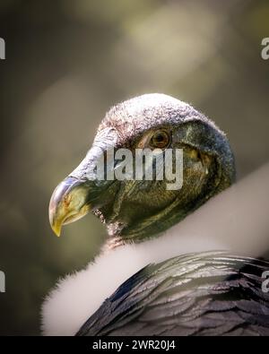 Gros plan de la tête et du bec d'un condor andin sur une branche d'arbre Banque D'Images